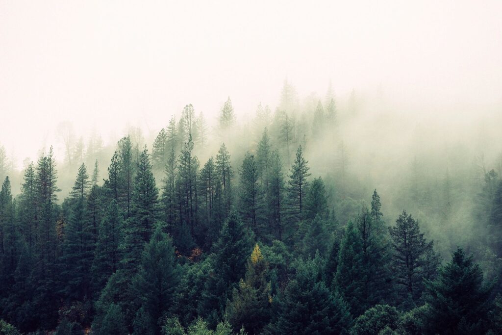 A forest with trees in the middle of it