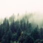 A forest with trees in the middle of it